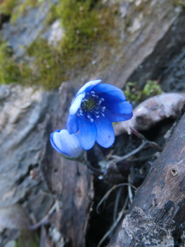 In domleschger Wäldern kommen die ersten Blumen hervor. (Foto: Domleschg24.ch)