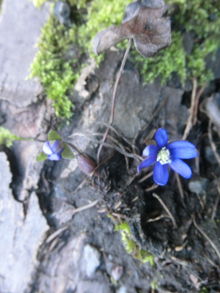 Blaue Blumen in domleschger Wäldern (Foto: Domleschg24.ch)