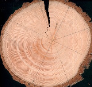 Cazis: Es gibt eine Nachfrist für Holzbestellungen (Archivfoto: Baumarkt24.ch)