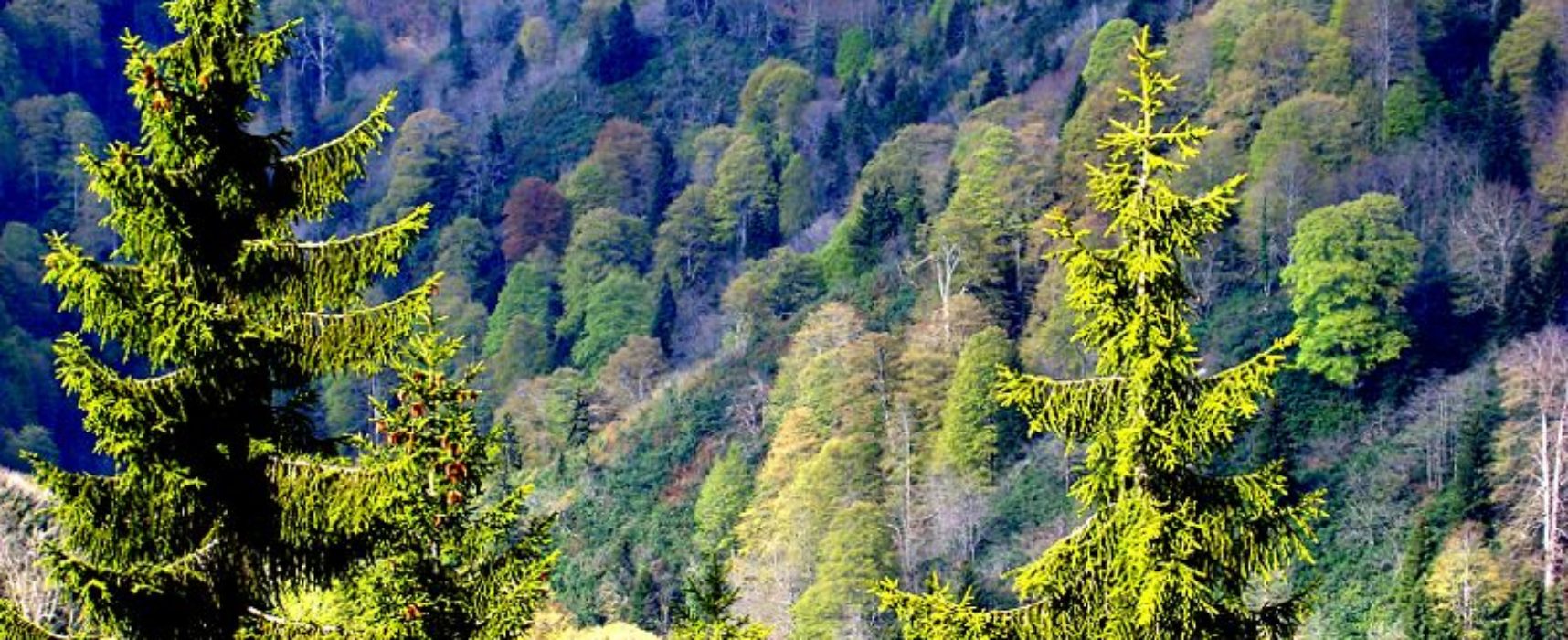 Cazis: Gesamt-Revision der Ortsplanung und Wald-Feststellung