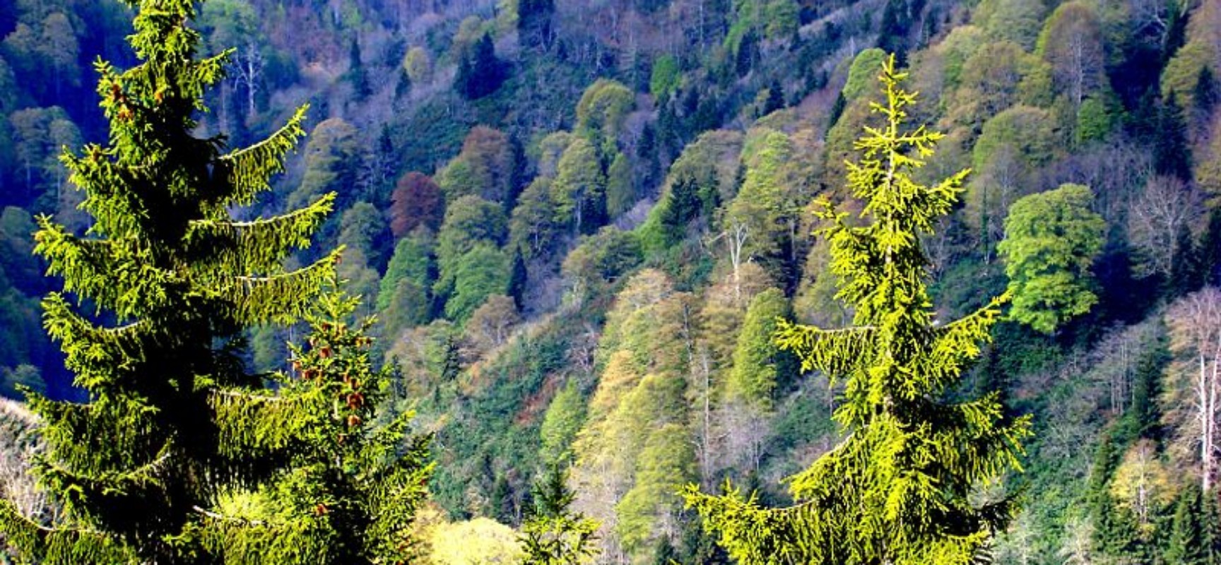 Cazis: Gesamt-Revision der Ortsplanung und Wald-Feststellung