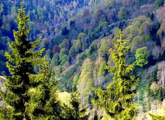 Cazis: Gesamt-Revision der Ortsplanung und Wald-Feststellung