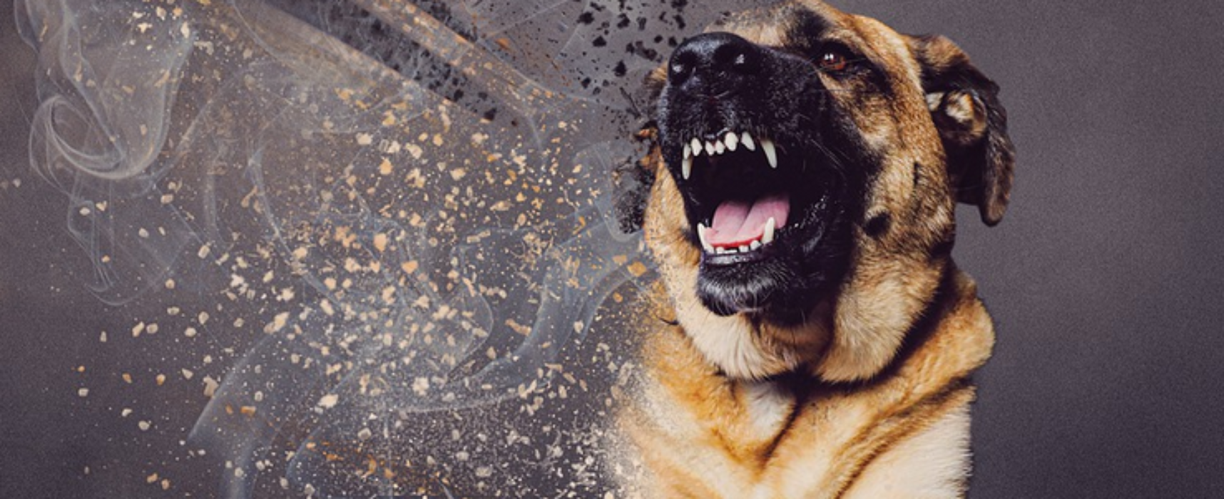 Sils i. D.: Hund jagt Büsi und beißt Katze tot