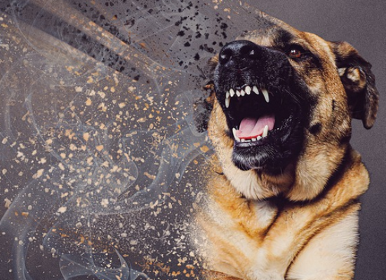 Sils i. D.: Hund jagt Büsi und beißt Katze tot