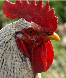 Cazis-Oberdorf wird lebhafter: Baugesuch für Hühnerstall eingereicht