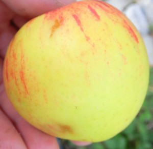   (Foto: Apfel aus Summaprada / Domleschg24)