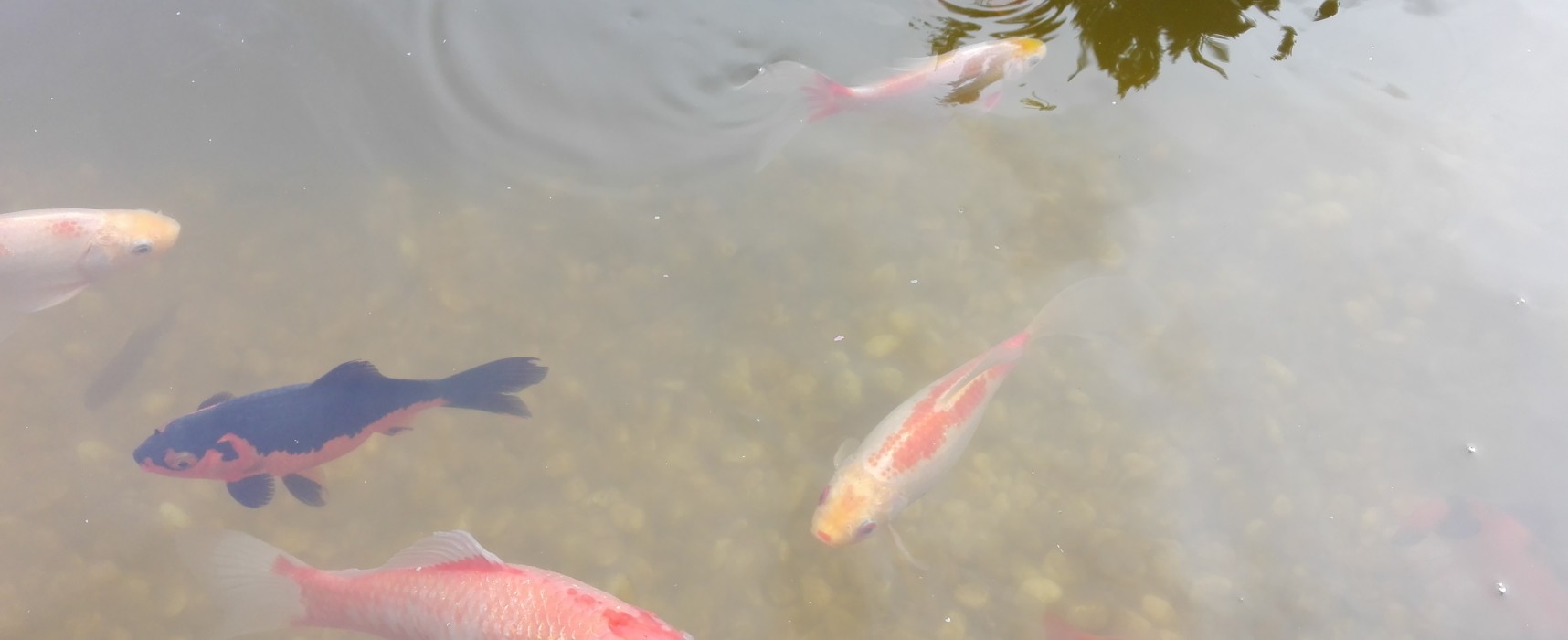 Fisch-Liebhaber gesucht