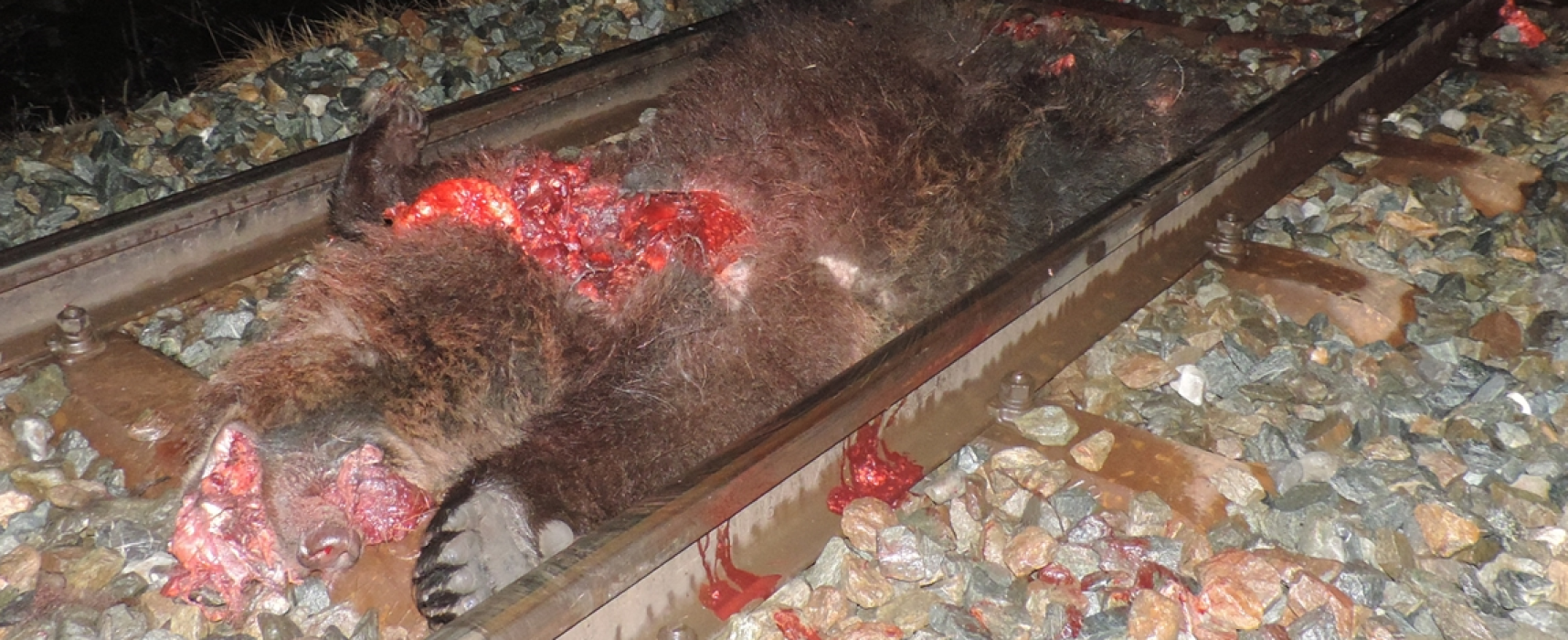 Bär von Zug erfaßt und getötet