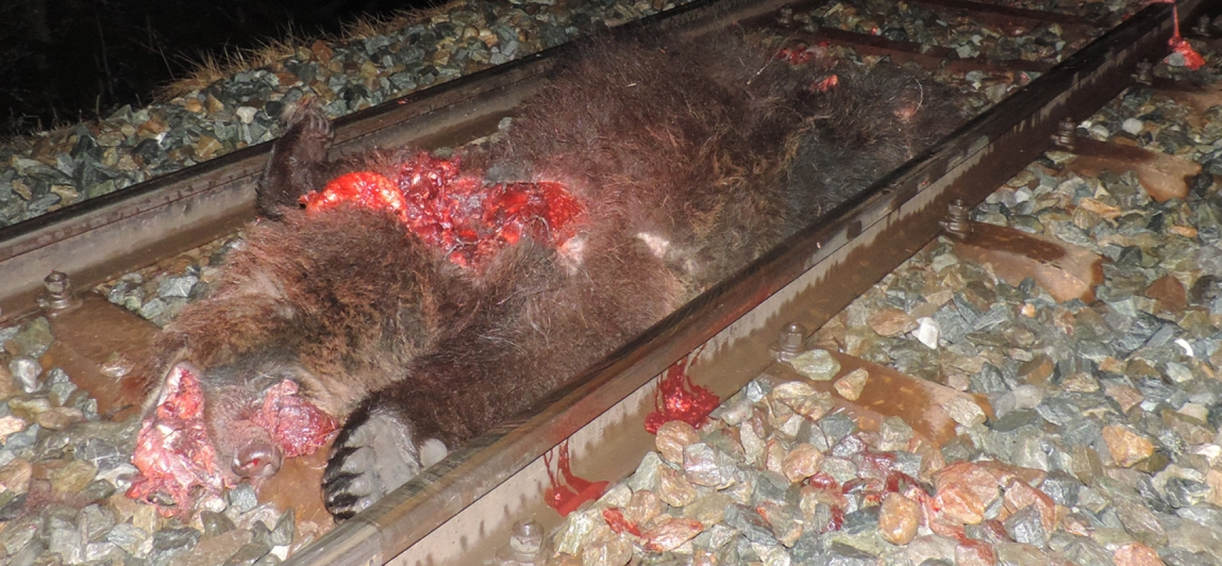 Bär von Zug erfaßt und getötet