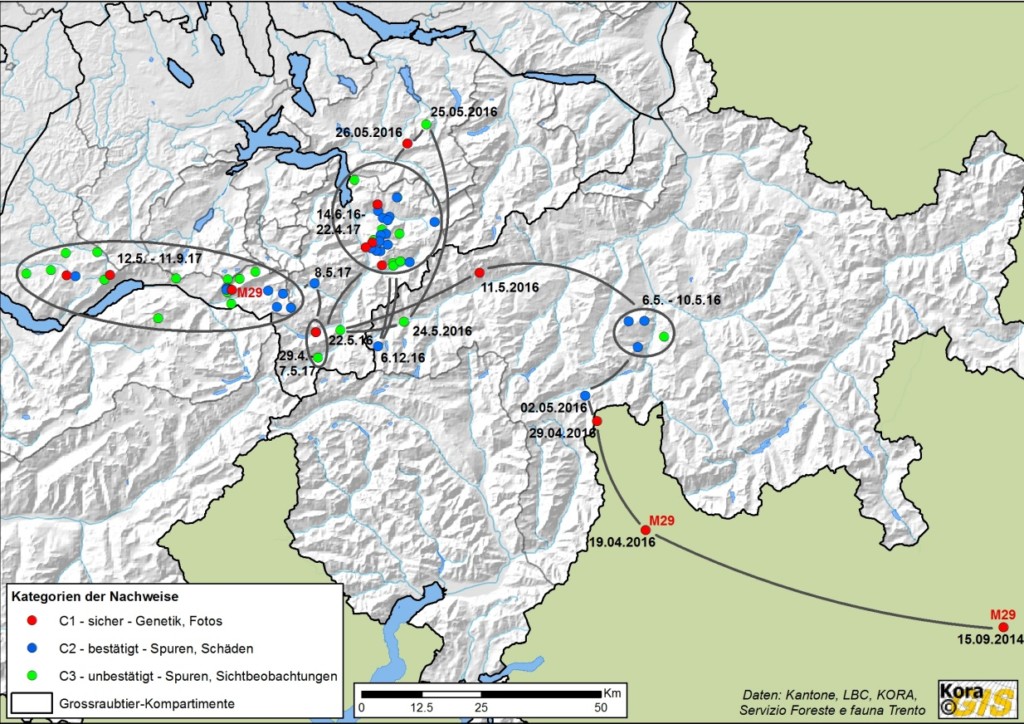 Die Berner Volkswirtschaftsdirektion bezeichnet den Bären, der lange in Graubünden und auch im Domleschg (Viamala-Schlucht, Übernolla-Gebiet Thusis) unterwegs war inzwischen als «Berner Bären» (Karte: Kora@GIS)