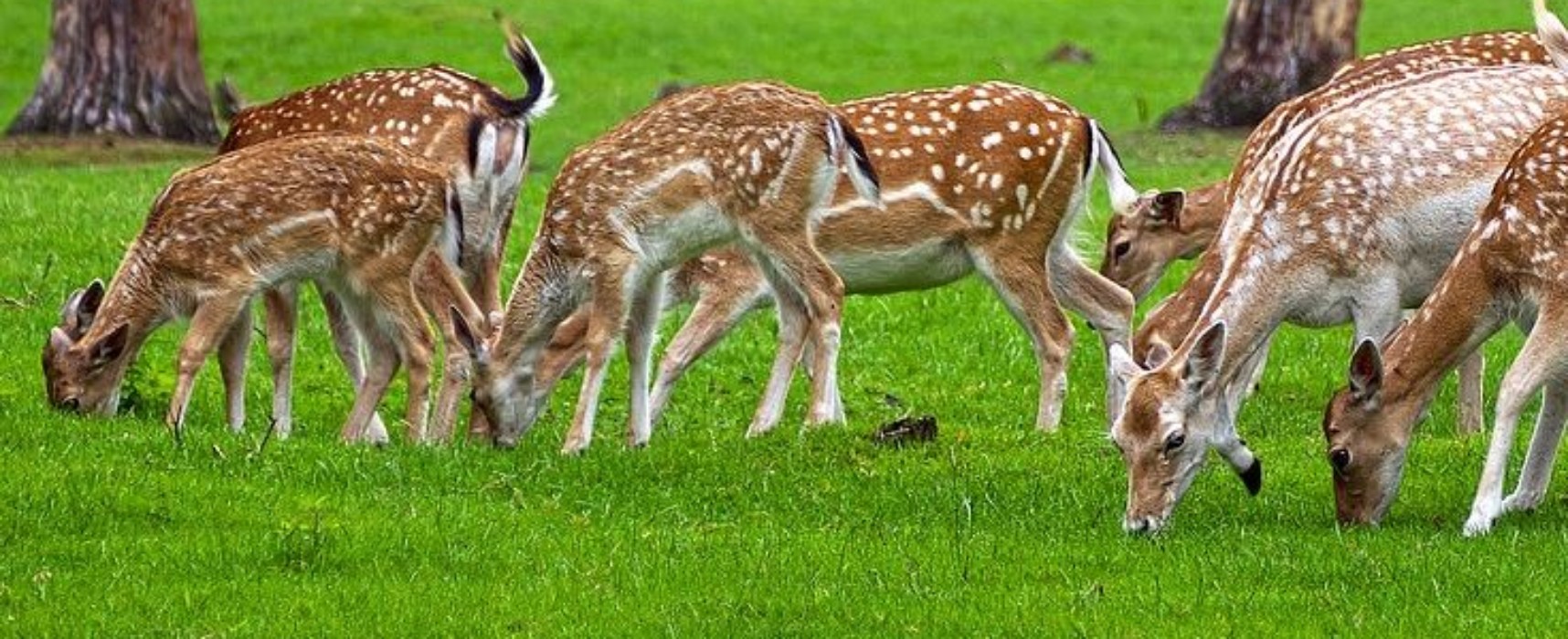 Drakonische Strafen bei Wildtierfütterungen, morgen wird Verbot verfügt