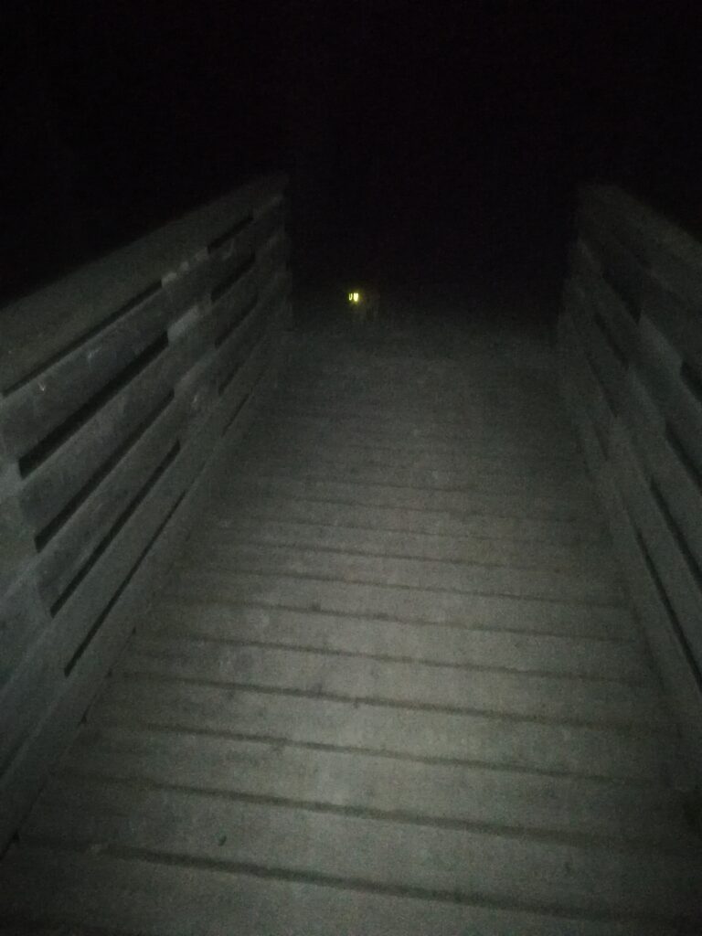 Die Katze bei einer Brücke beim Reitstatt Caznerwiesen 