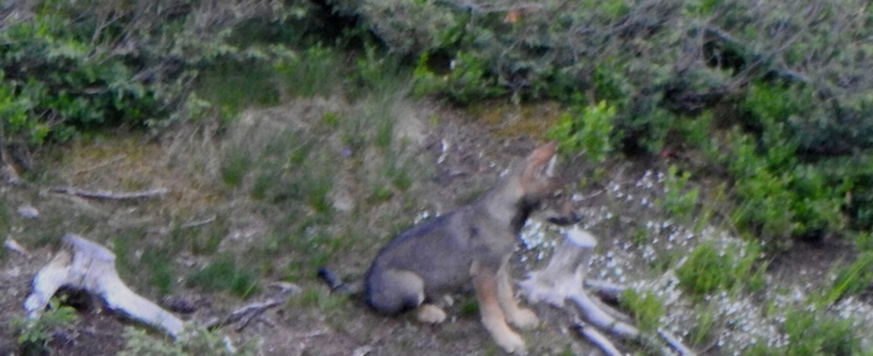 Wildhut schießt 4 Wölfe aus Beverinrudel: