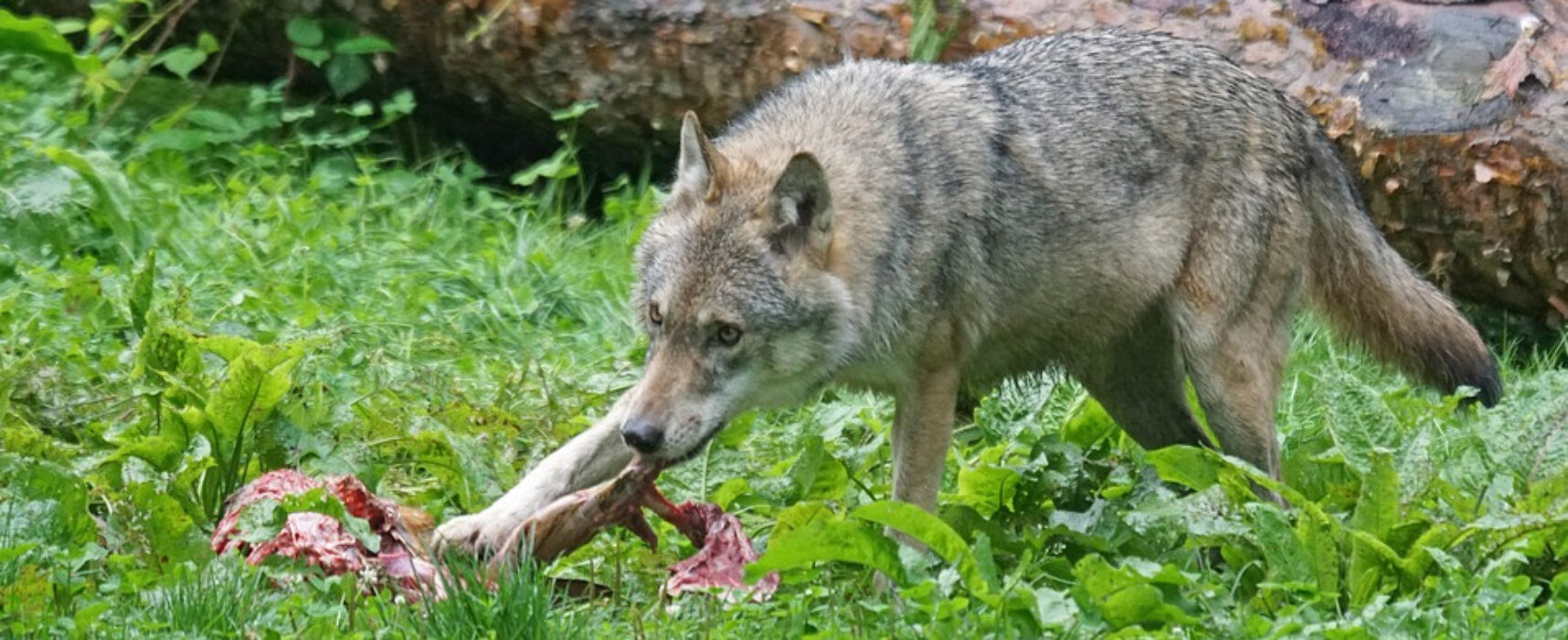 Kanton: Wölfe im Domleschg müssen geschossen werden