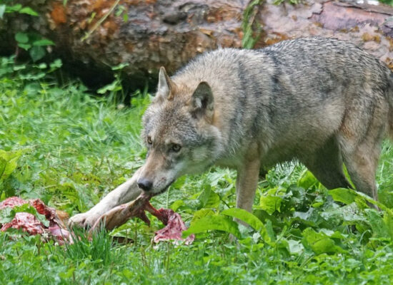 Kanton: Wölfe im Domleschg müssen geschossen werden