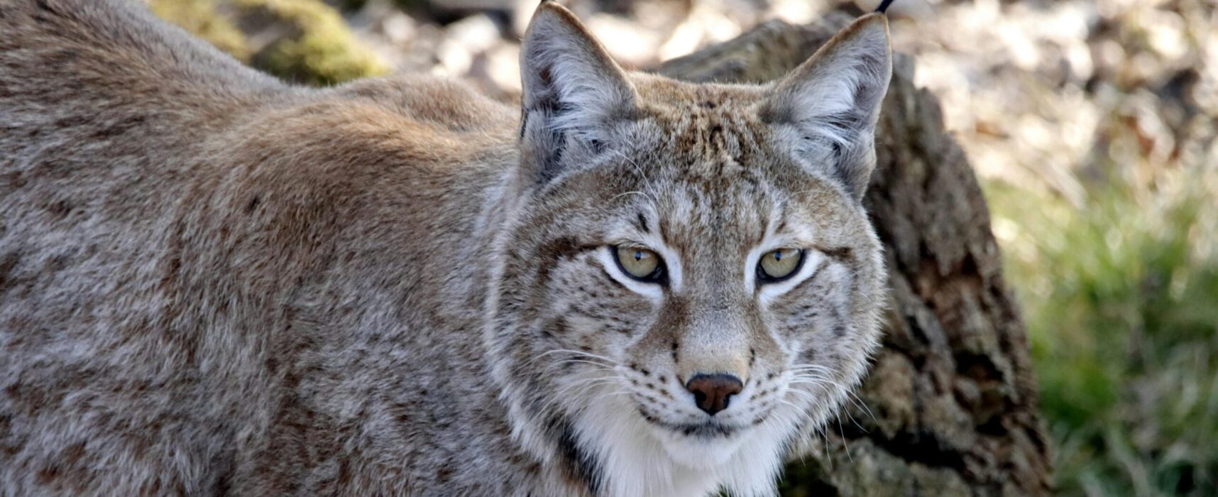Waldbesitzer Graubündens schalten sich ein