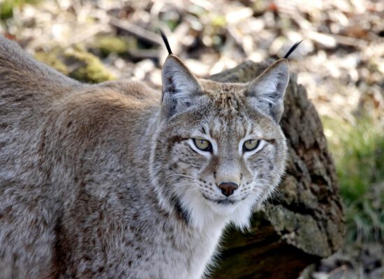 Waldbesitzer Graubündens schalten sich ein